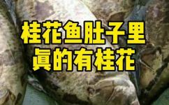 桂花鱼是什么鱼(探寻桂花鱼的身世和特征)