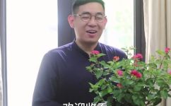 五色梅的养殖方法和注意事项(五色梅的种植技巧与注意事项)