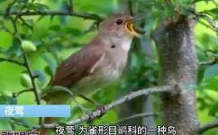 夜莺的特点(夜莺特点：揭秘夜莺的习性与饮食习惯)