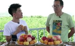 peaches什么意思和解释(桃子的含义与解释)
