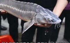 鲟鱼的杀法(如何合理饲养鲟鱼并避免杀害？鲟鱼养殖知识)