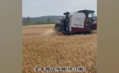 稻谷几月份收割(稻谷收割时间，最佳收割月份是什么？)