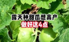植物种植方法(如何科学地种植植物  提高产量和品质)