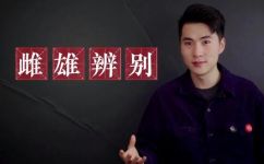 雄性是公是母(雄性性别划分：公母怎么区分？)