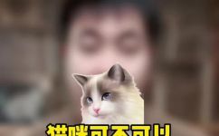 猫咪能吃什么人的食物(猫咪能不能吃人类食物？营养专家详解)