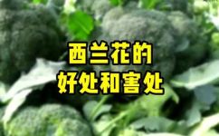 吃西南花有什么好处(探究西南花的营养与保健功能，了解吃西南花的好处)