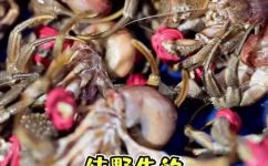 虾怪吃哪个部位(美味推荐：虾怪哪个部位最适合食用？  食材知识)