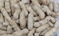 炒花生热量高吗(炒花生的热量究竟有多高？解密热量与营养的关系)