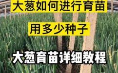 大葱的育苗技术(实用技巧如何育苗大葱？学习大葱育苗技术，让你轻松收获丰硕果实)