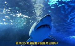 魟和鳐怎么区分(实用技巧如何区分魟和鳐？你需要知道的全部)