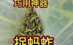捉蚱蜢的方法(如何高效捉蚱蜢？实用捕蚱蜢指南)