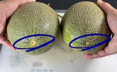 哈密瓜怎么挑选才甜呢(如何选购甜度高的哈密瓜？教你快速挑选)