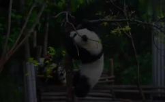 家喻户晓指什么动物(解读家喻户晓的动物是哪一种？揭密家喻户晓动物的身份)