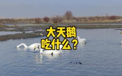 天鹅吃什么(天鹅的饮食习惯及食谱推荐让您了解天鹅更多)