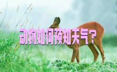 什么动物会预报天气(哪些动物能够预测天气？揭秘动物神秘的气象预报能力)