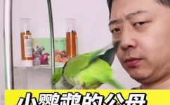 红嘴鹦鹉怎么分公母(红嘴鹦鹉分公母的方法及饲养技巧)