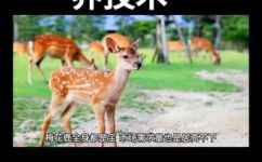 梅花鹿能养吗(如何饲养梅花鹿？了解梅花鹿的饲养技巧和注意事项)