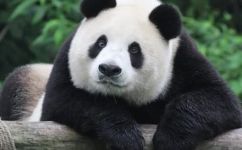 大熊猫的外形特征有什么(大熊猫外观特征全解析掌握这些，轻松认识可爱熊猫)