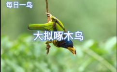 须鴷的特点(深度解析须鴷的特点，助你更好地了解这种鸟类)