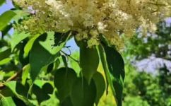 丁香花分为几种(丁香花有哪些种类？详细介绍丁香花的分类规律)