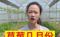 草莓什么时候种植最好(草莓种植：什么时候是最佳时机？ )