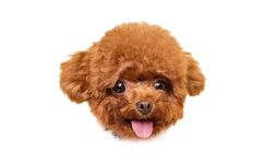 泰迪能吃橘子吗(泰迪犬能吃橙子吗？一起了解泰迪犬的饮食习惯)