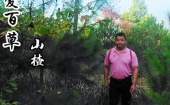 山楂几月份才会成熟可以采摘(山楂果实成熟期是什么时候？如何采摘？山楂采摘指南)