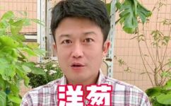 洋葱怎么养水养方法(专家分享洋葱的水培养护技巧，助你轻松养出健康洋葱)