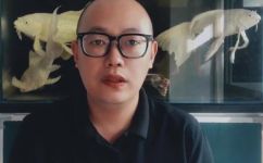 锦鲤和孔雀鱼能混养吗(锦鲤和孔雀鱼的混养能否成功？混养技巧与注意事项)