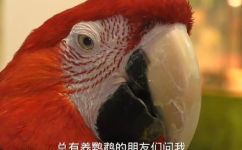 玄凤鹦鹉能活多长时间(玄凤鹦鹉寿命有多长？如何延长寿命？)