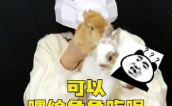兔子能吃什么蔬菜(宠物兔饲养指南：哪些蔬菜是适合兔子食用的？)