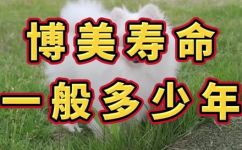 博美犬寿命一般多少年(博美犬的寿命通常有多长？)