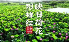映日荷映日荷花别样红的上一句(探访映日荷花，发现别样红之美)