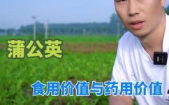蒲公英功效与作用(1. 蒲公英功效大揭秘了解蒲公英的丰富营养成分及各种神奇作用 )