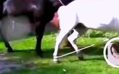 种马是什么意思和解释(详解种马是什么意思和含义，了解它的来源和解释)