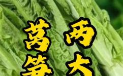 莴苣的功效与作用是什么(莴苣的功效与作用详解：让你吃得健康，身体倍儿棒)
