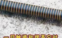 千足虫有毒吗(千足虫到底有没有毒？解析千足虫的毒性。)