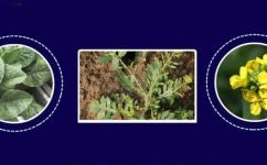 十字花科植物有哪些(十字花科植物大全，了解这类植物有哪些及其特点)