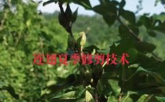 连翅能种植吗(连翅植物种植技巧和注意事项，了解如何成功种植连翅)