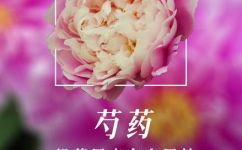 芍药根的功效与作用(芍药根的功效与作用：了解这种植物的多种健康益处)