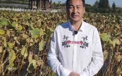 绿帽子与王八盖子的典故和来历(绿帽子与王八盖子：详解典故及历史渊源)