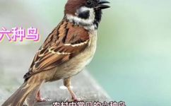 什么鸟类在农村常见(农村常见的鸟类有哪些？优美风景中的鸟儿们)