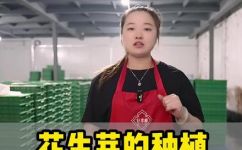 水培花生苗种植方法(效果优秀的水培花生苗种植技巧 )