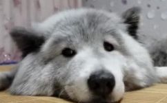 摩萨耶是什么(摩萨耶是什么？详细解释及相关知识介绍)