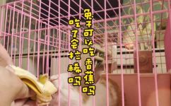 兔子能吃香蕉吗(兔子能不能吃香蕉？合适的饲料种类和注意事项)