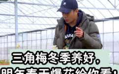 三角梅冬天怎么过冬(如何让三角梅在寒冬中生存？优秀的养护技巧助您成功)