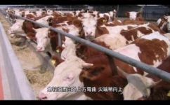 牛的外形特点介绍(如何正确介绍牛的外形特点  详解牛的外貌特征)