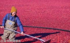 蔓越莓是长在水里吗(蔓越莓的生长环境是什么？)