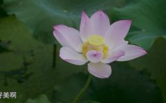 芙蓉是荷花吗(揭秘：芙蓉与荷花的区别，你想知道吗？)