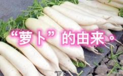萝卜读音是什么(萝卜读音是什么？探究萝卜名称起源和发音方法)